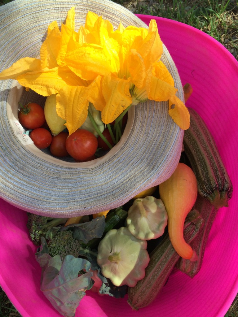 Summer squash, tomatoes and squash blossoms from New Moon farms in Boulder